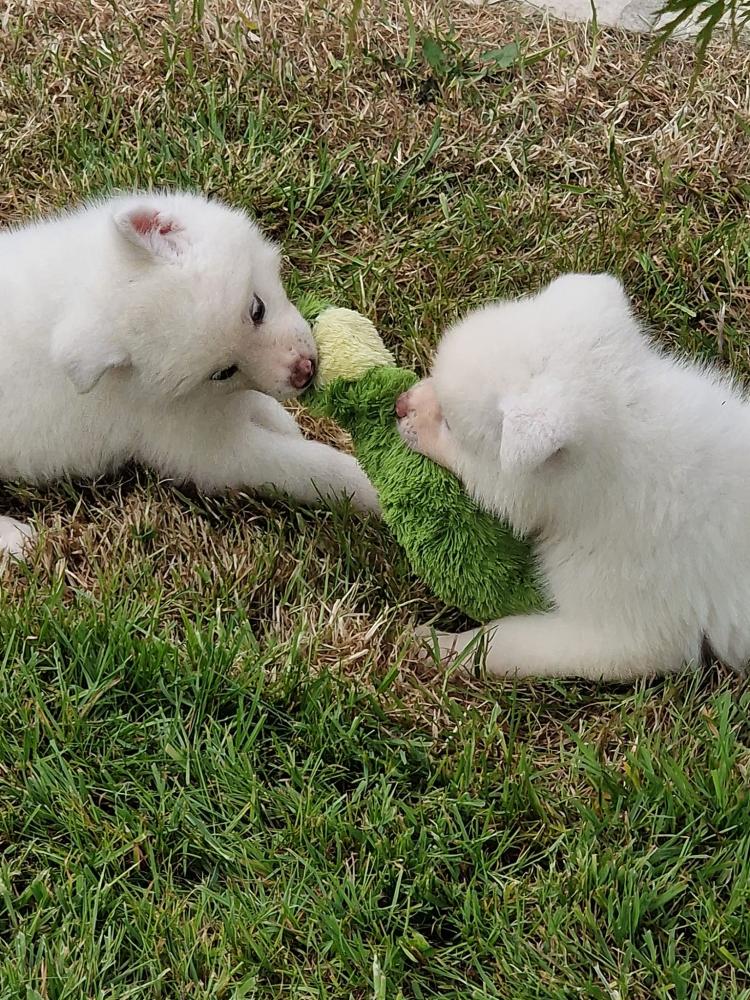 jeu-akita-inu