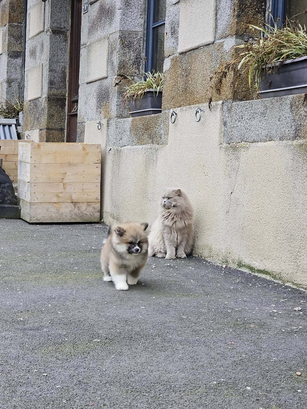 socialisation-akita-inus-elevage-la-joaillerie (9)