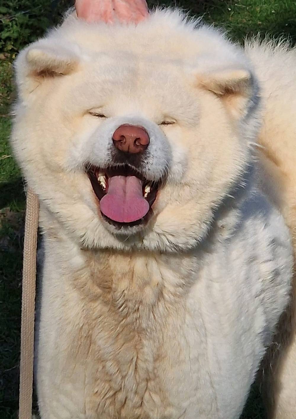 socialisation-akita-inus-elevage-la-joaillerie (16)