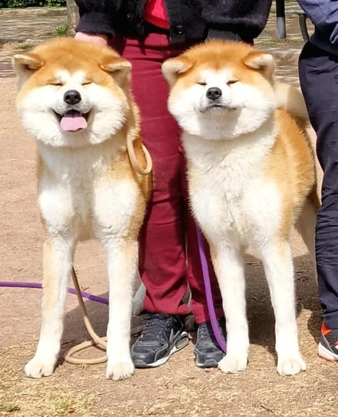 elevage-chiens-akita-inu_la-joaillerie-de-la-cour