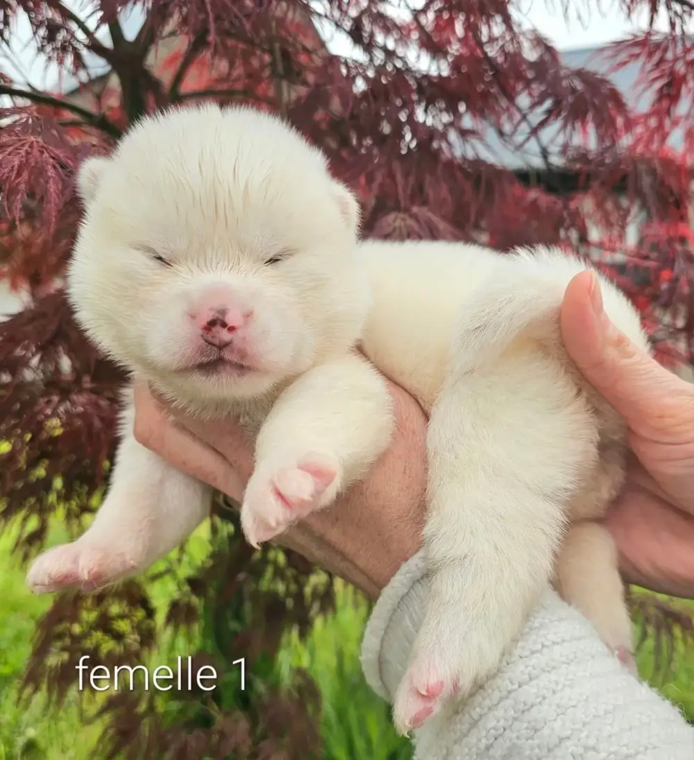 Kamdy x Dairyuu_portée_akita_inus (2)