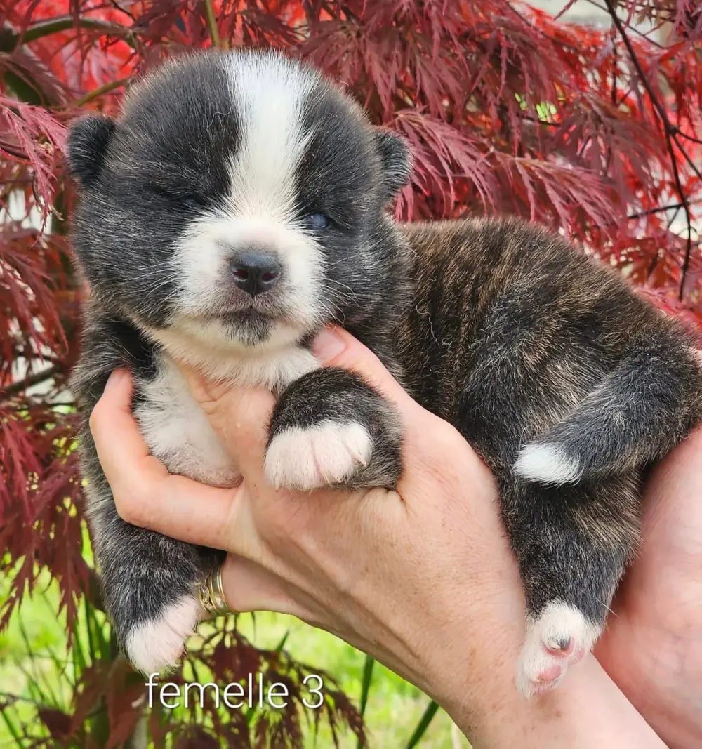 Kamdy x Dairyuu_portée_akita_inus (1)