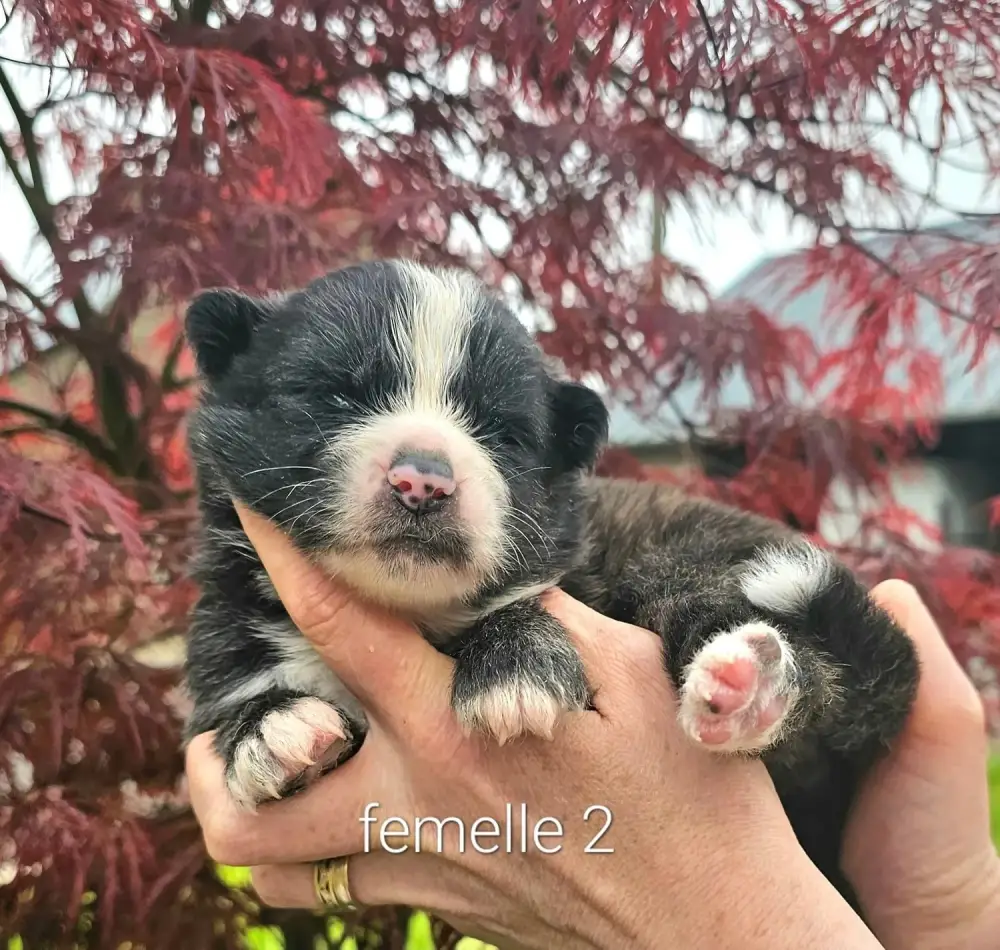 Kamdy x Dairyuu_portée_akita_inus (3)