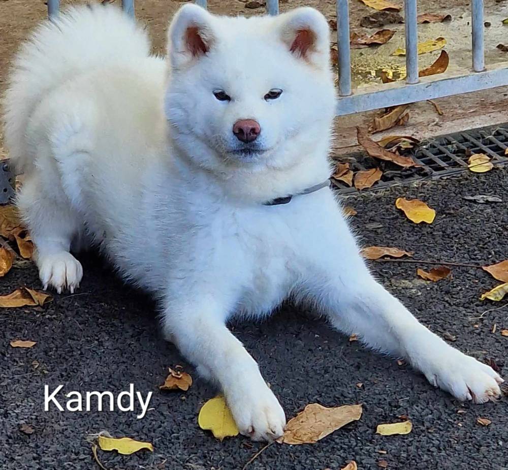 kamdy_reproducteur-femelle-elevage-akita-inu-la-joaillerie-de-la-cour (1)