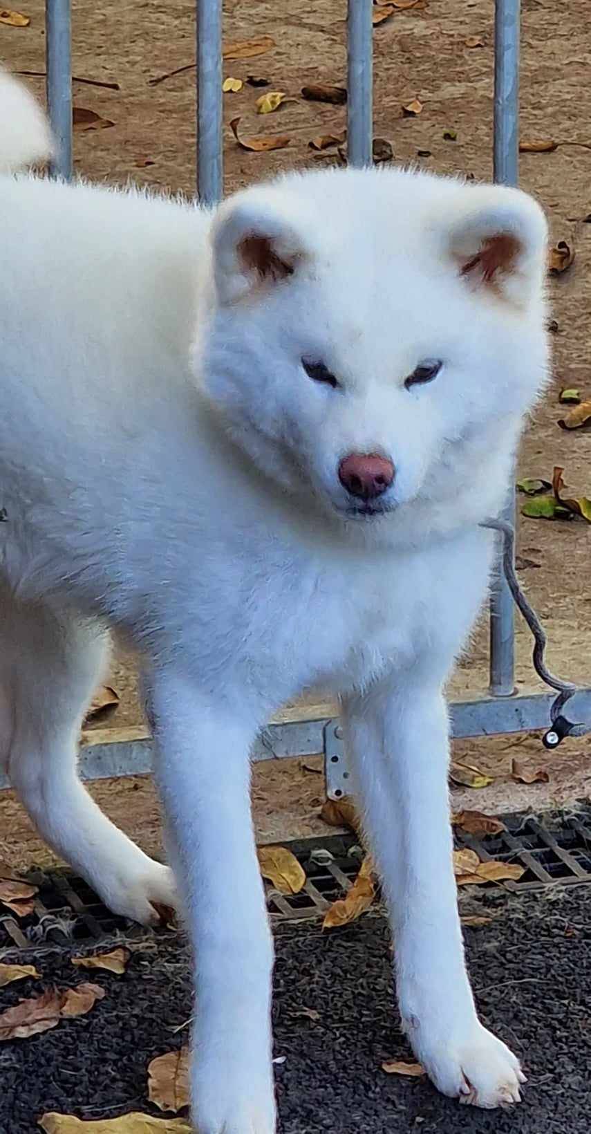 kamdy_reproducteur-femelle-elevage-akita-inu-la-joaillerie-de-la-cour (2)