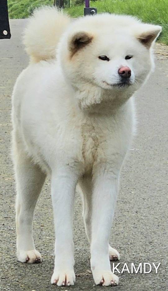 kamdy_reproducteur-femelle-elevage-akita-inu-la-joaillerie-de-la-cour (3)