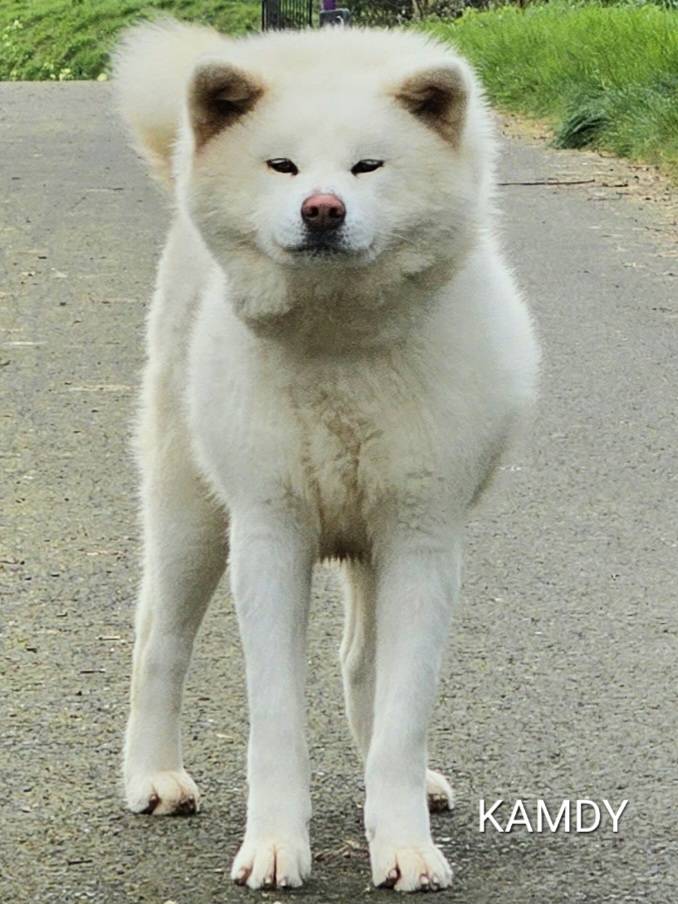 kamdy_reproducteur-femelle-elevage-akita-inu-la-joaillerie-de-la-cour (4)