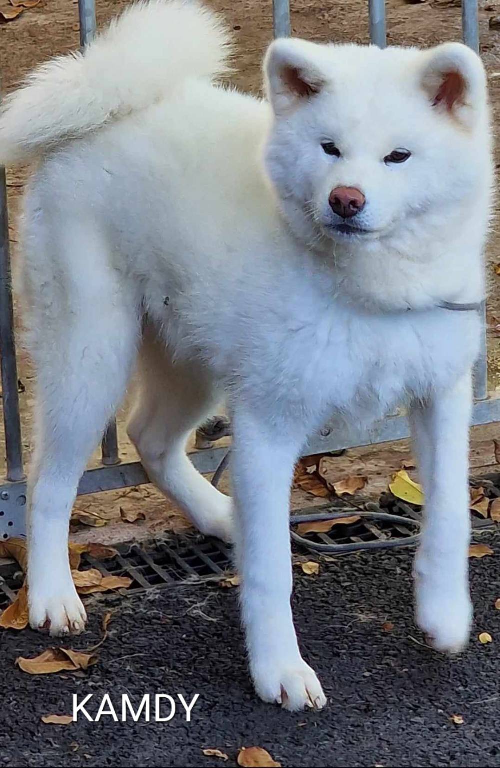 kamdy_reproducteur-femelle-elevage-akita-inu-la-joaillerie-de-la-cour (5)