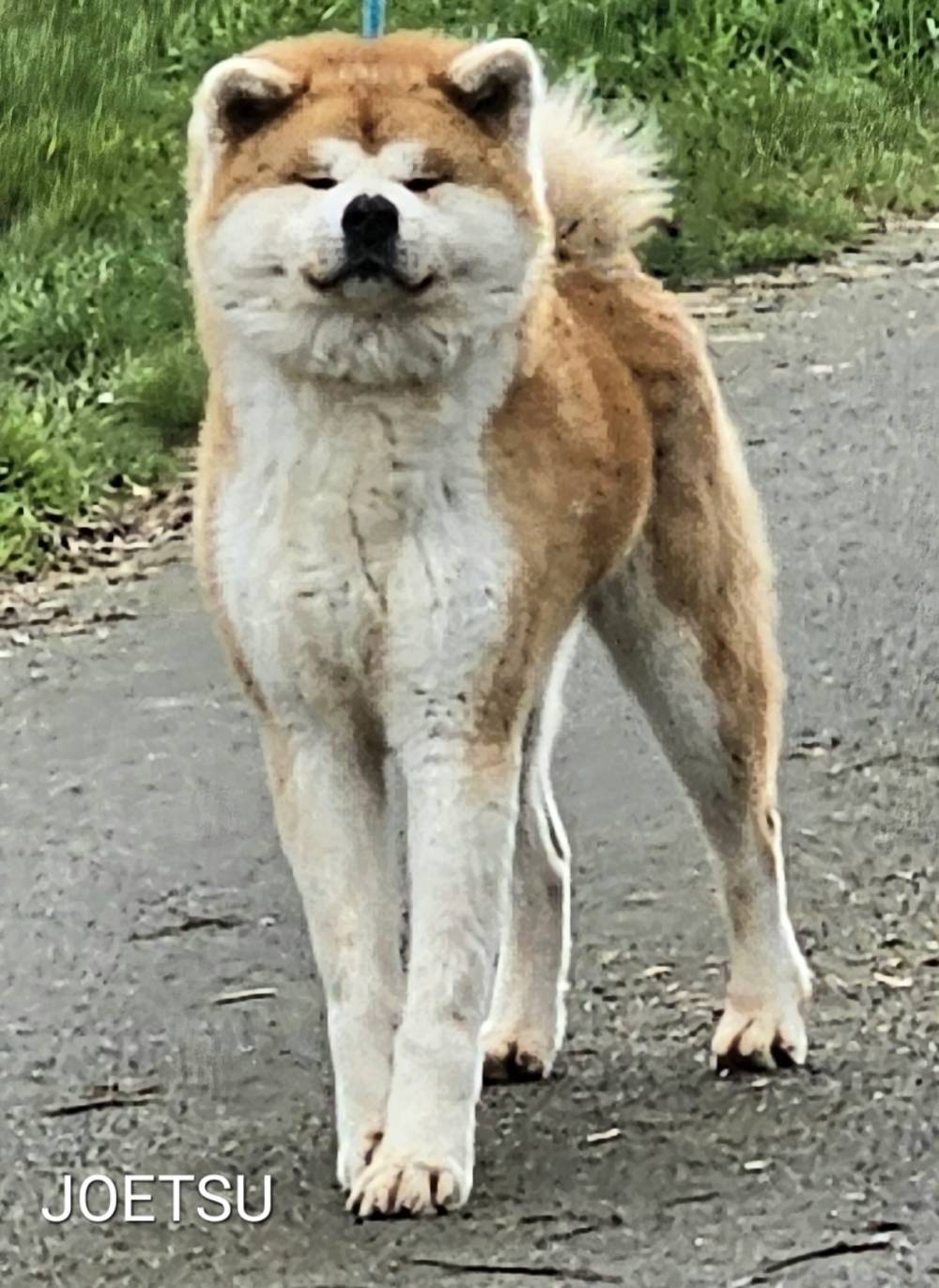 joetsu_reproducteur-male-elevage-akita-inu-la-joaillerie-de-la-cour (2)