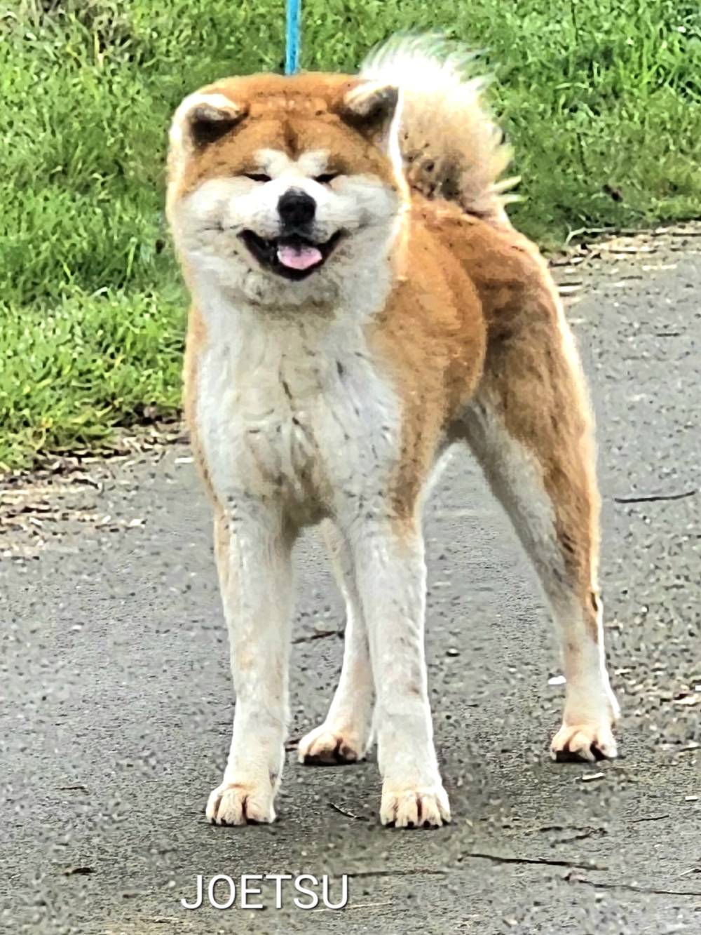joetsu_reproducteur-male-elevage-akita-inu-la-joaillerie-de-la-cour (4)
