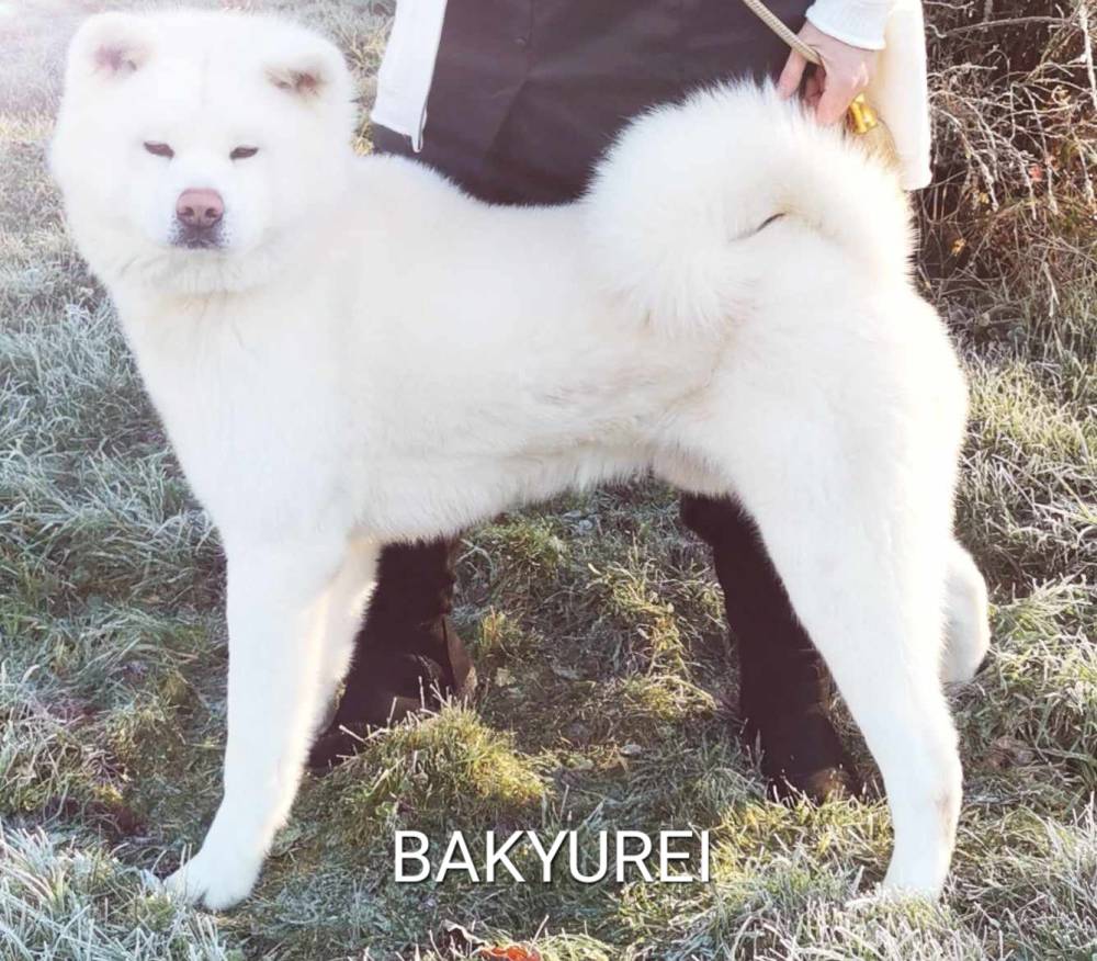 Byakurei go tamashi kenn_reproducteur-male-elevage-akita-inu-la-joaillerie-de-la-cour (6)