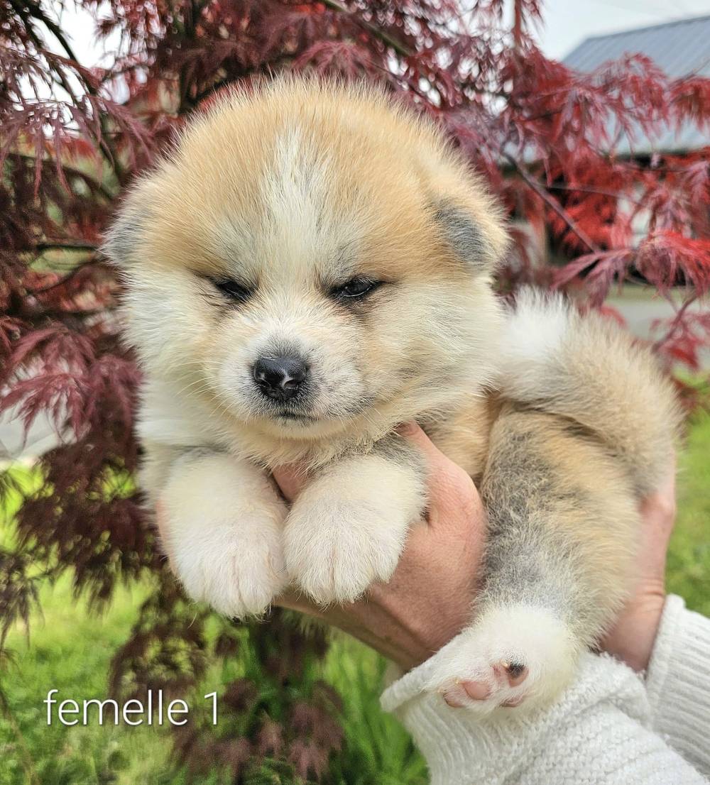 Byakurei x Tsuki_chiots_akitas (1)