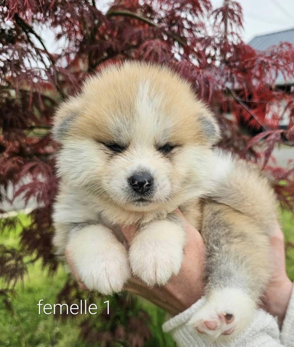 Byakurei x Tsuki_chiots_akitas (2)