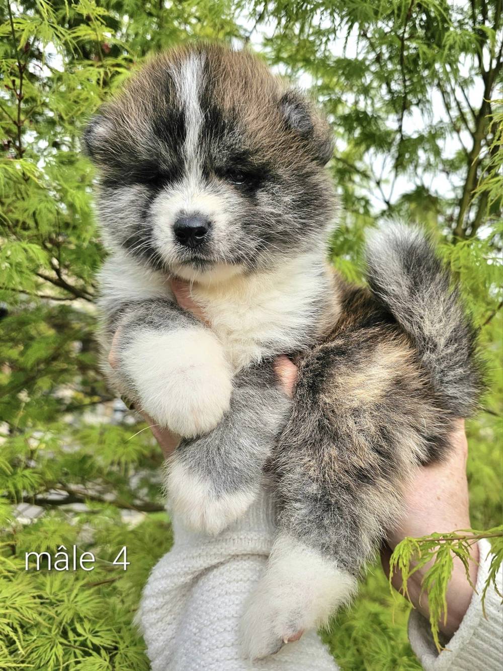 Byakurei x Tsuki_chiots_akitas (3)