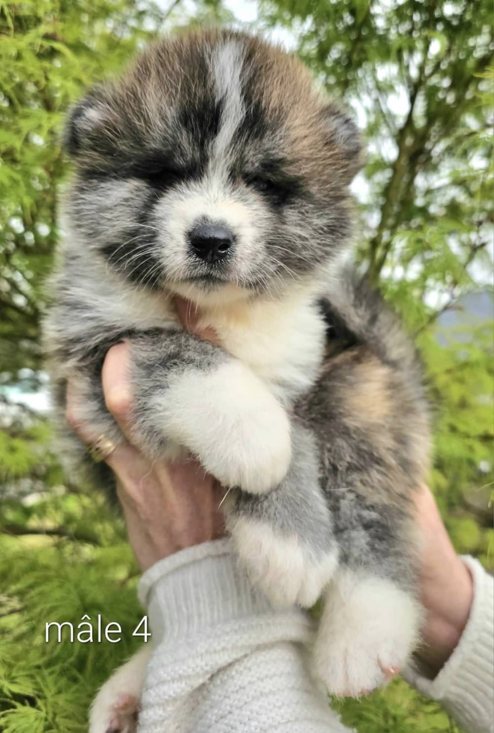 Byakurei x Tsuki_chiots_akitas (4)