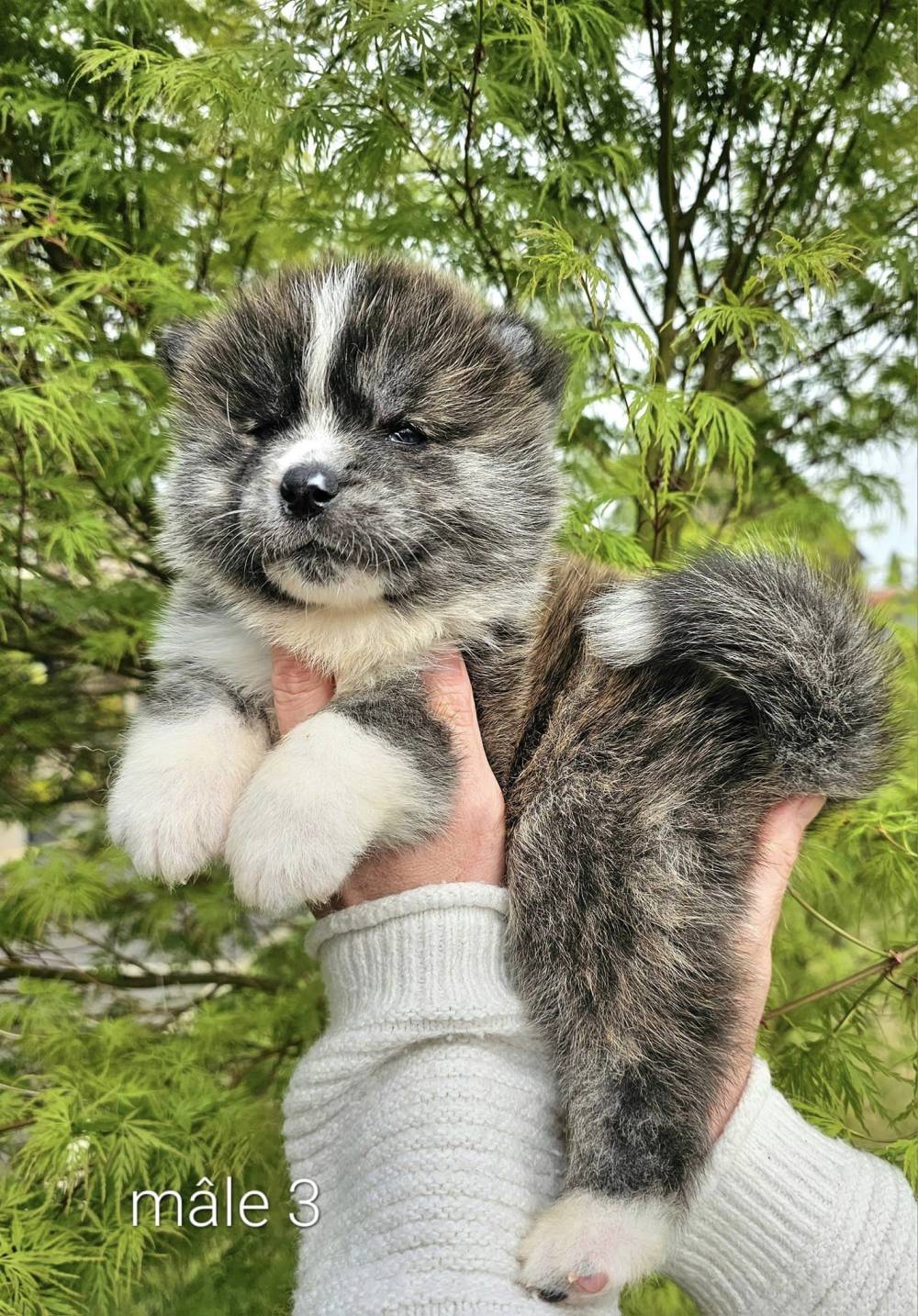 Byakurei x Tsuki_chiots_akitas (6)