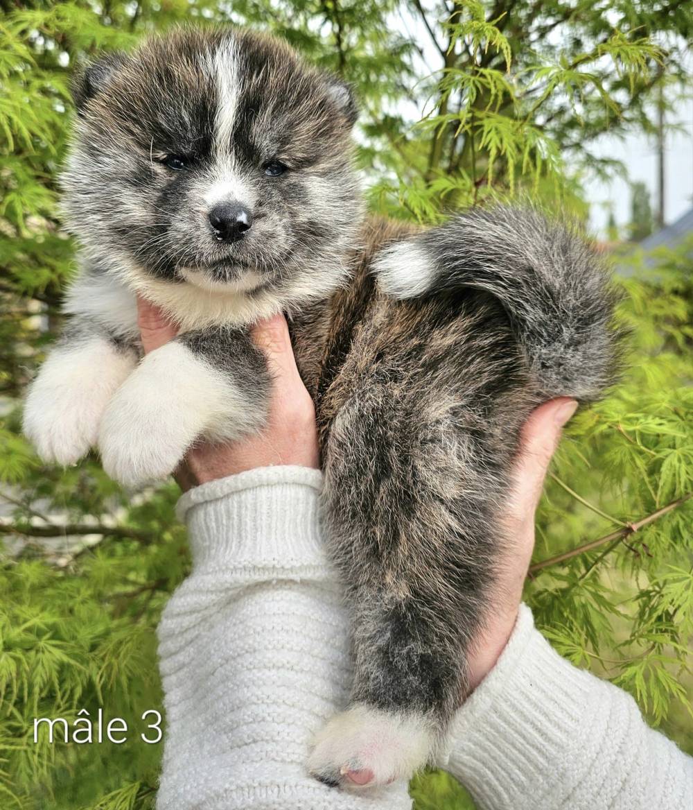 Byakurei x Tsuki_chiots_akitas (7)
