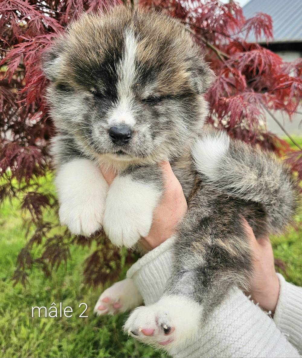 Byakurei x Tsuki_chiots_akitas (8)