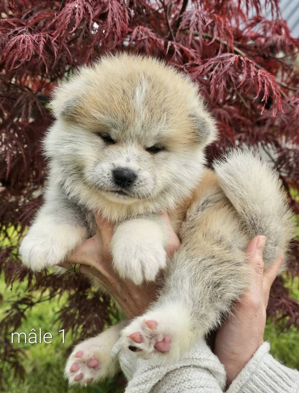 Byakurei x Tsuki_chiots_akitas (9)