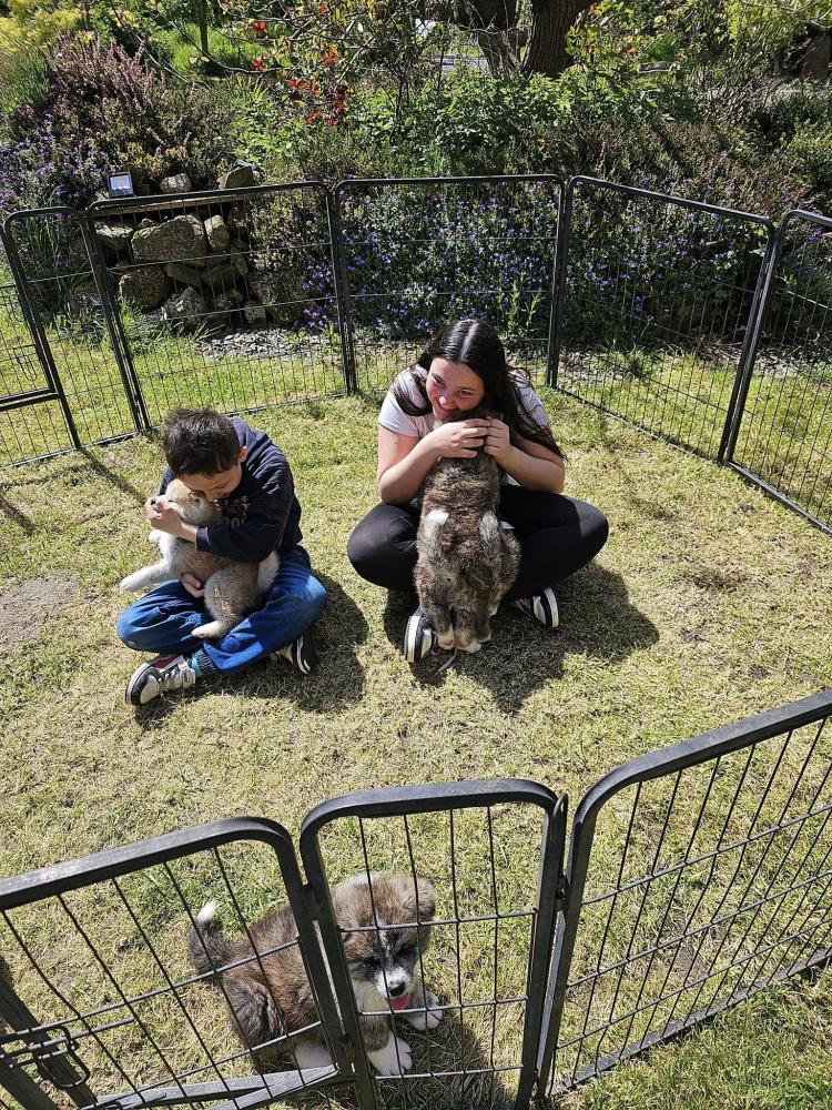 race-akita-inu-socialisation-des-chiots