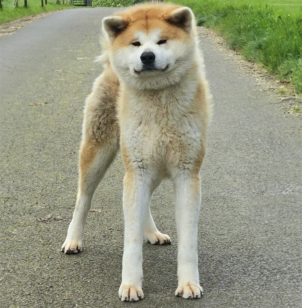 race-akita-inu-roux-elevage-chien
