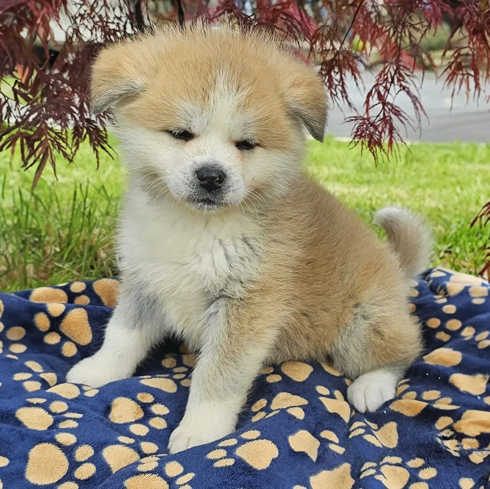 chiots-akita-inu-roux