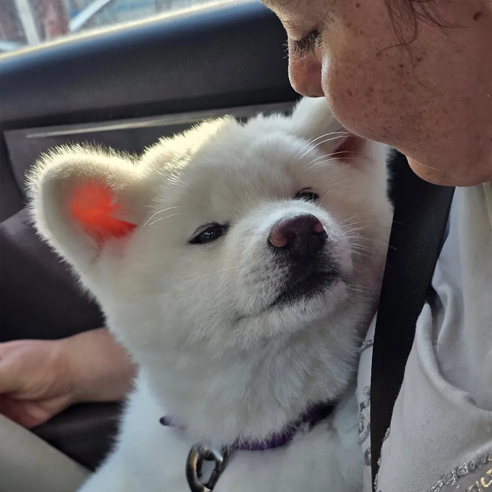 socialisation-chiot-akita-inu