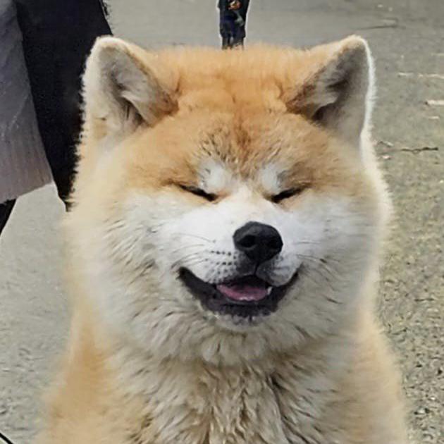 caractère-chien-akita-inu-elevage-de-la-joaillerie