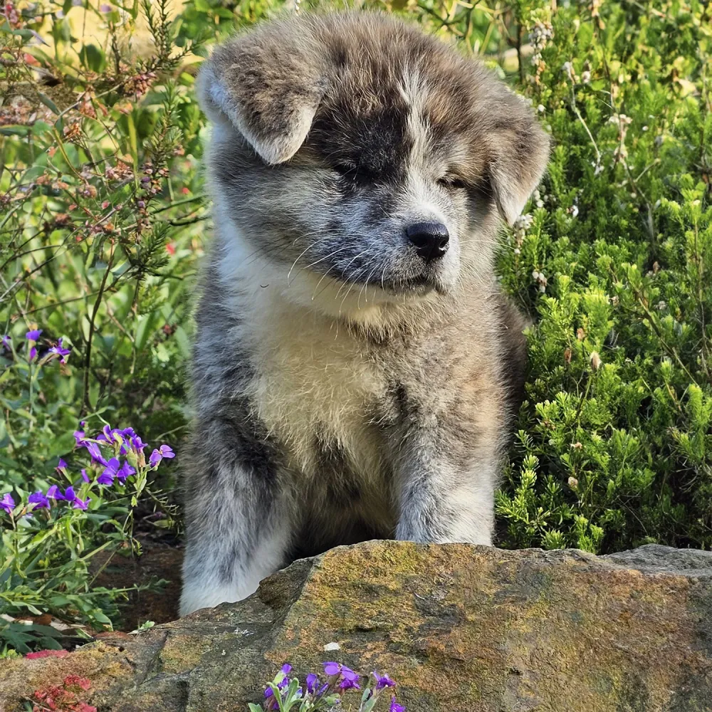 exploration-pleine-nature-akita-inu