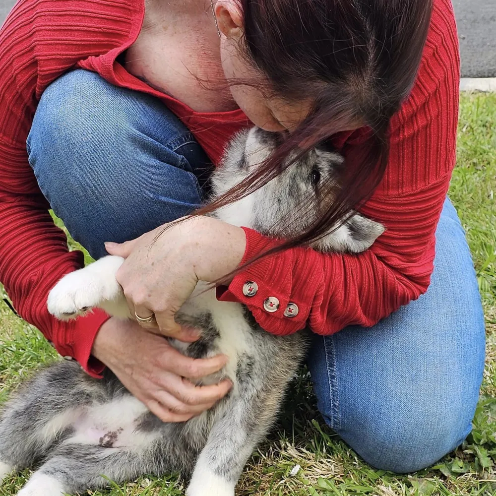 lien-socialisation-amour-chien-akita
