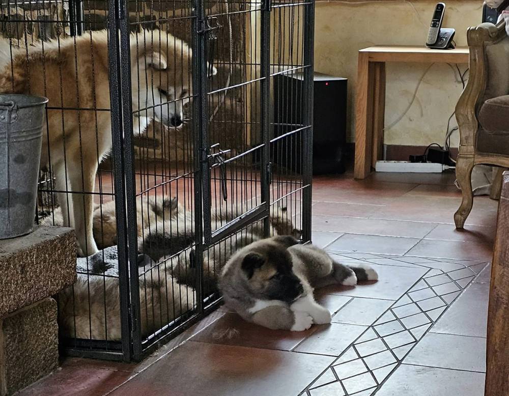 chiot-akita-inu-au-sein-de-la-maison-familiale