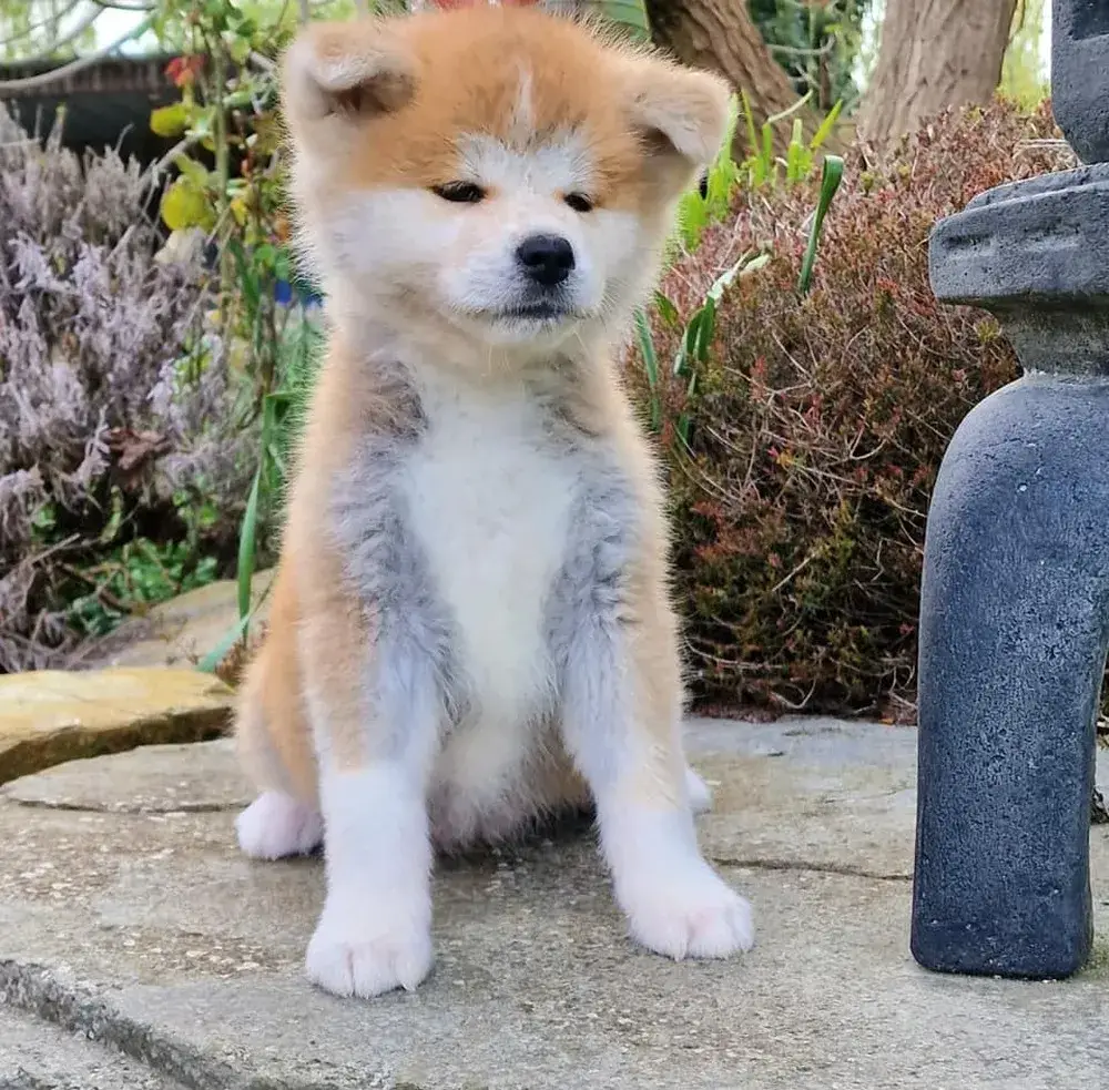 socialisation-chiots-akita-inu-elevage-familial-de-la-joaillerie-de-la-cour (1)