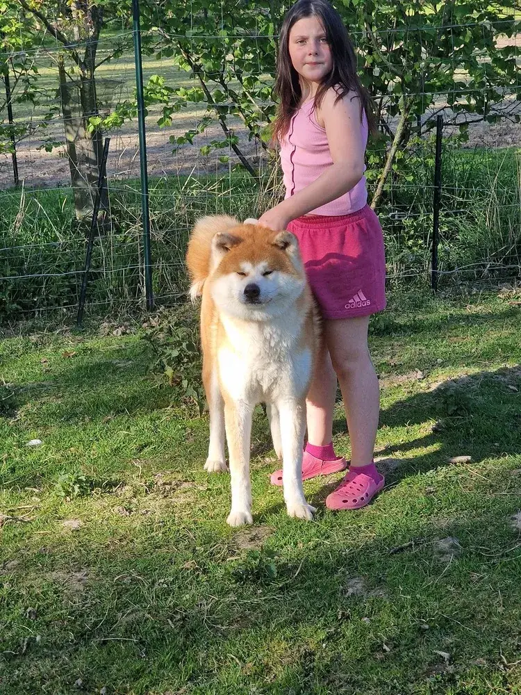 socialisation-chiots-akita-inu-elevage-familial-de-la-joaillerie-de-la-cour (2)