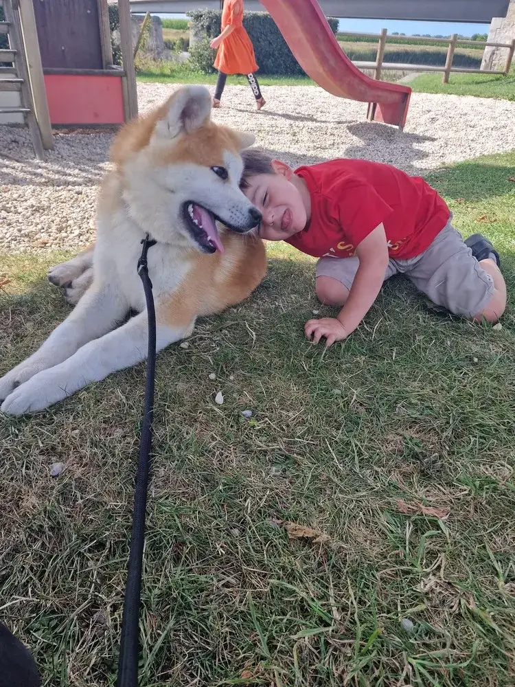 socialisation-chiots-akita-inu-elevage-familial-de-la-joaillerie-de-la-cour (3)