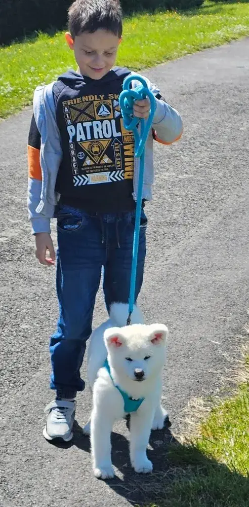 socialisation-chiots-akita-inu-elevage-familial-de-la-joaillerie-de-la-cour (8)