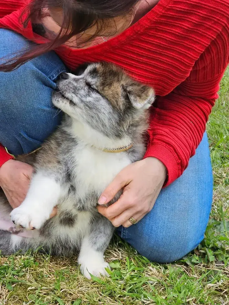 socialisation-chiots-akita-inu-elevage-familial-de-la-joaillerie-de-la-cour (11)