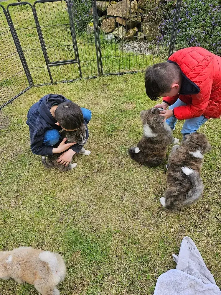 socialisation-chiots-akita-inu-elevage-familial-de-la-joaillerie-de-la-cour (12)