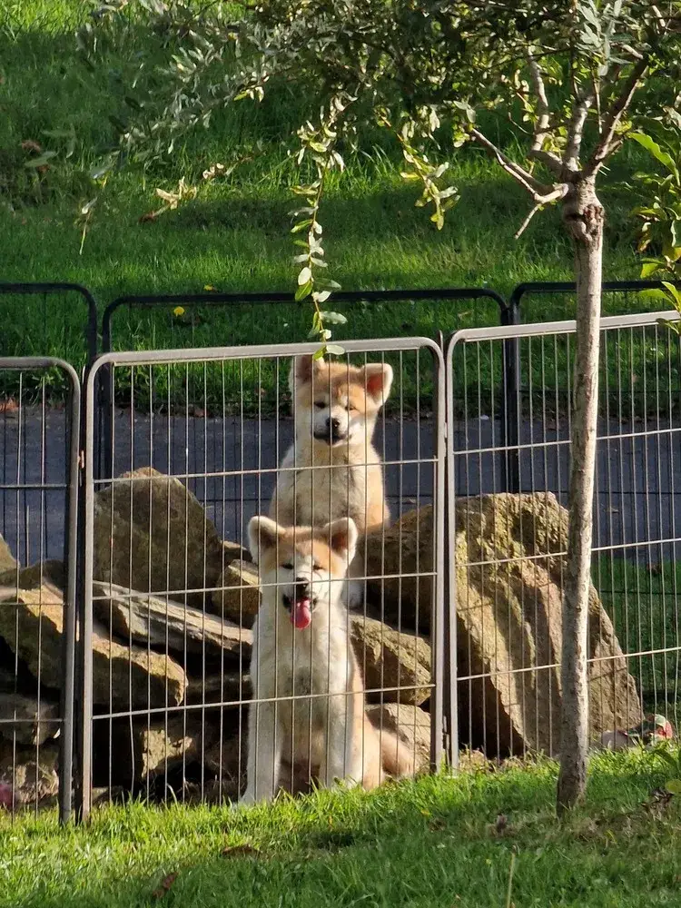 socialisation-chiots-akita-inu-elevage-familial-de-la-joaillerie-de-la-cour (4)