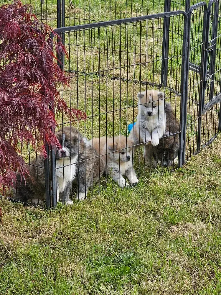 socialisation-chiots-akita-inu-elevage-familial-de-la-joaillerie-de-la-cour (5)